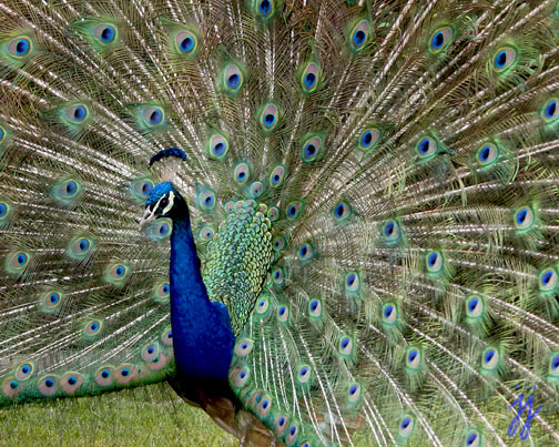 "Peacock" © 2008 Alegría Studio. All rights reserved